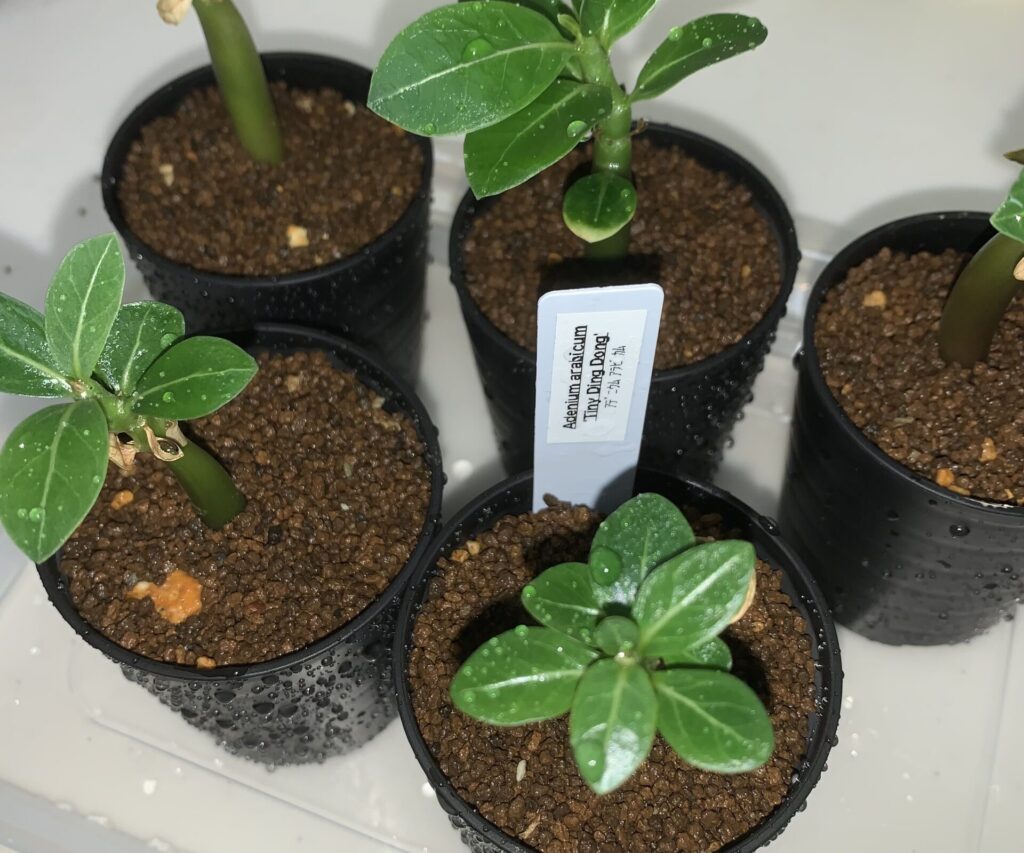 Adenium arabicum ‘Tiny Ding Dong’ 子苗の植え替え