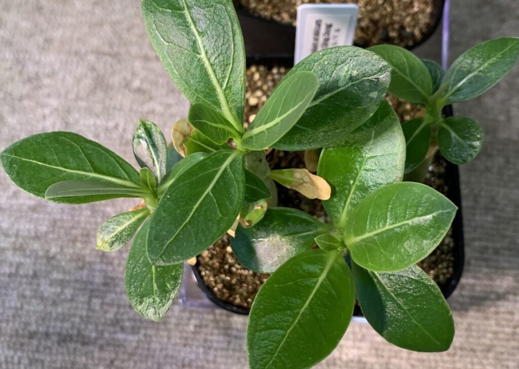Adenium arabicum ‘Tiny Ding Dong’ 子苗の葉