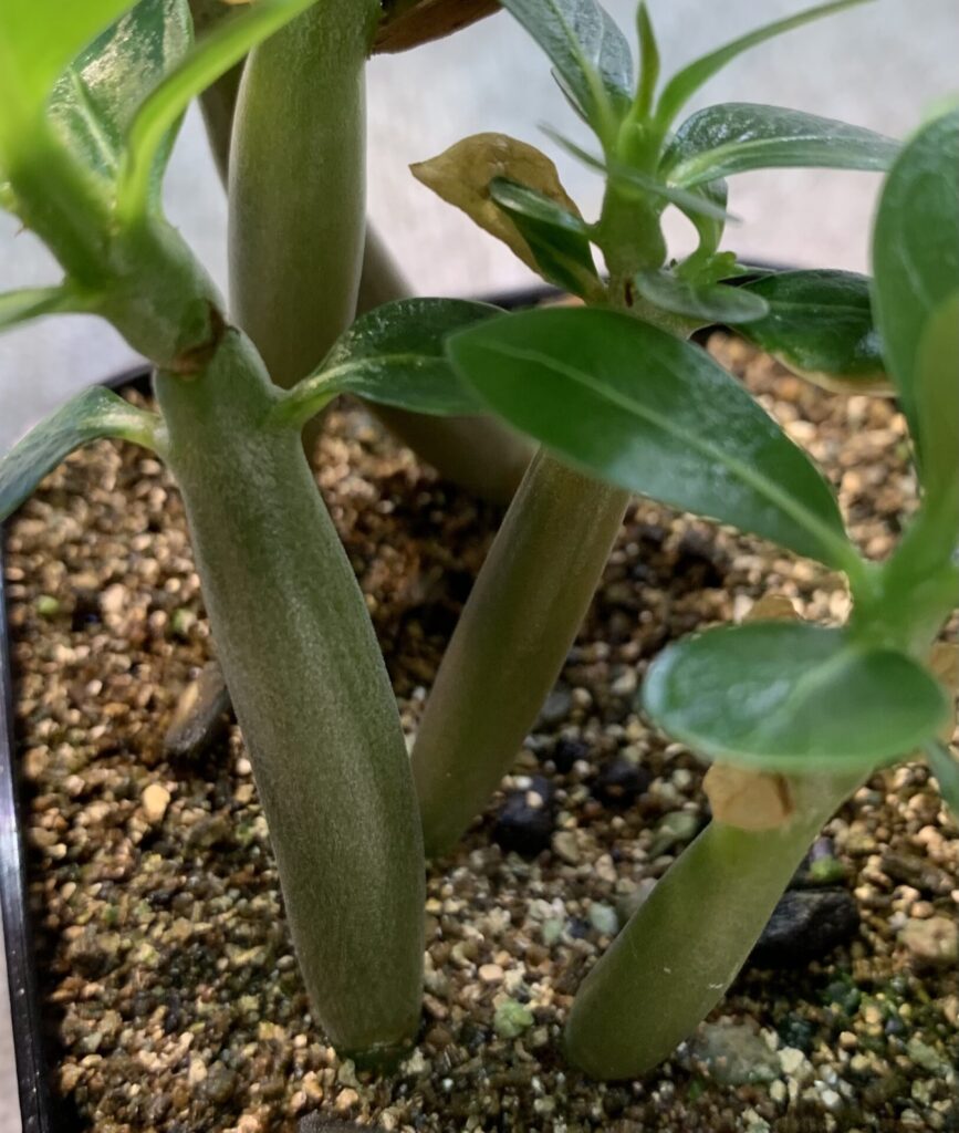 Adenium arabicum ‘Tiny Ding Dong’ 子苗の茎