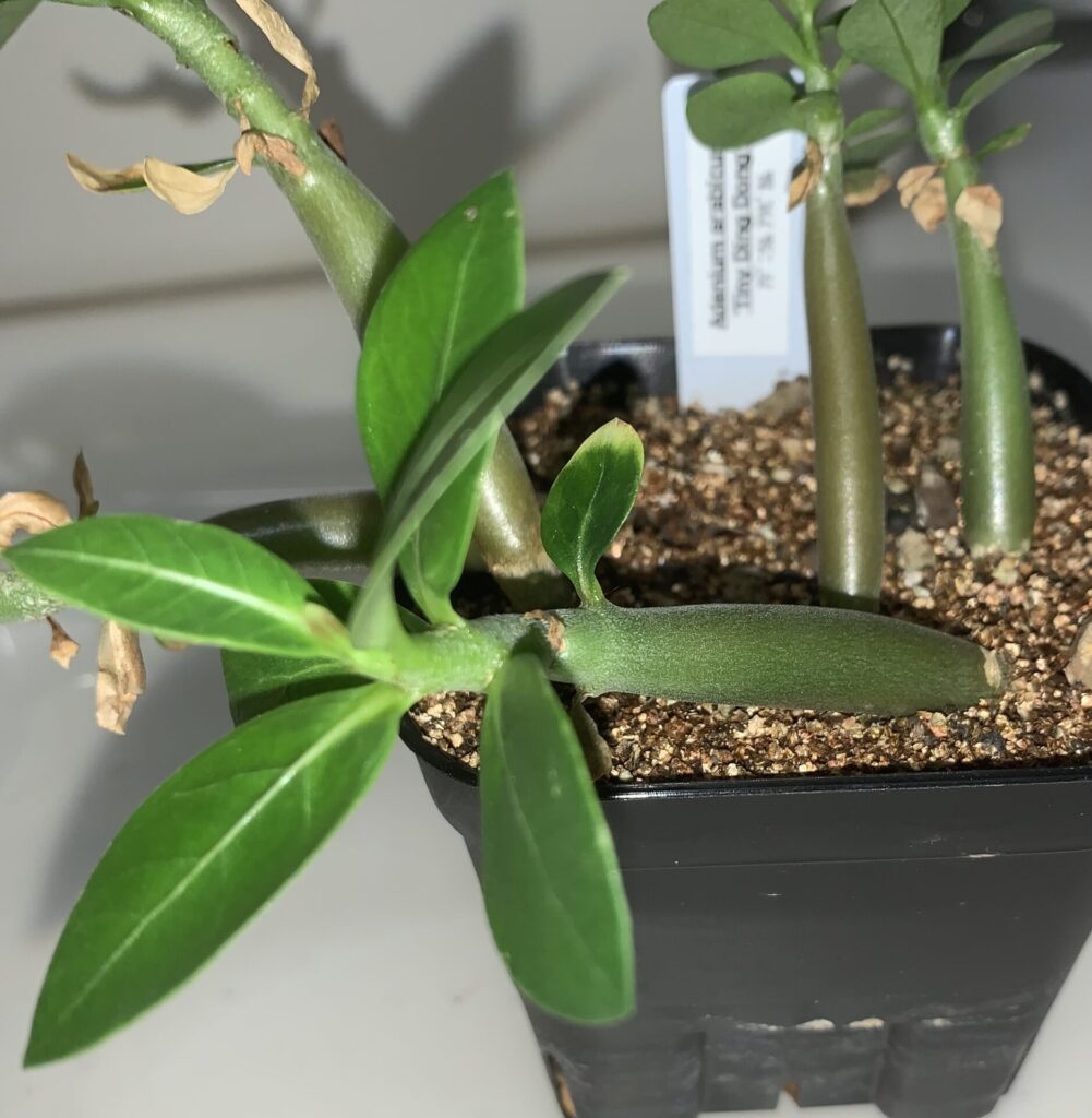 Adenium arabicum ‘Tiny Ding Dong’ の子苗