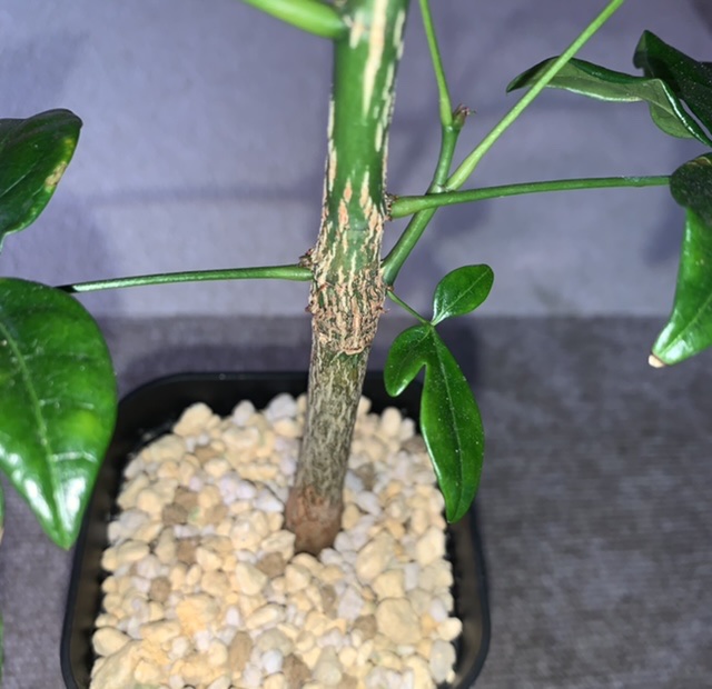 ボンバックス・ロドグナファロン実生苗の茎