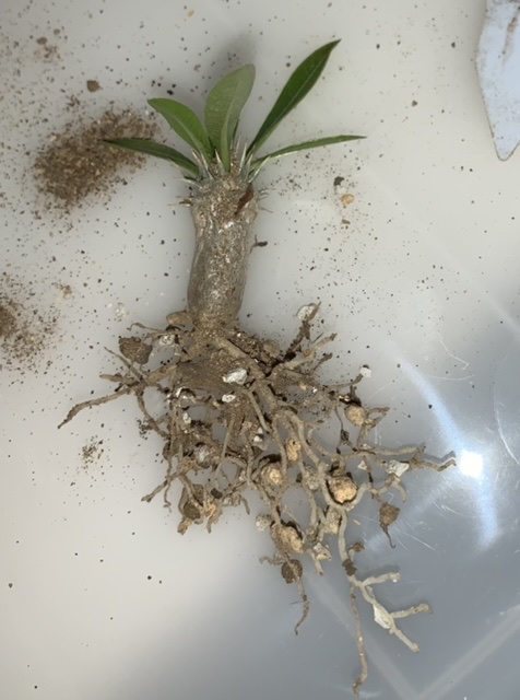 パキポディウム・デンシカウレ ‘恵比寿大黒‘ 実生苗の根